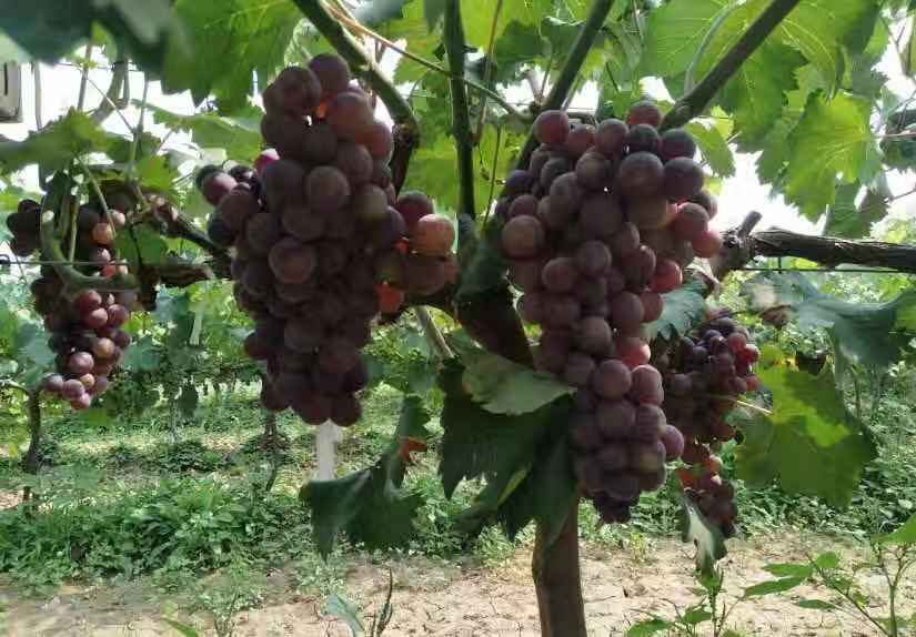 微信圖片_20181106152632.jpg 微信圖片_20181106152632.jpg